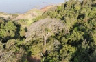 Yvyra Pytã de la Reserva Pozuelo figura entre los 22 árboles finalistas de Colosos de la Tierra